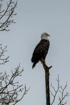 Eagle profile on a treetop Stock Photos