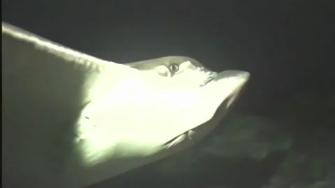 EAGLE RAY 1 Video stock 306628518