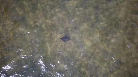 Eagle Ray Aerial Stock Footage 116256743