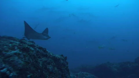 Eagle Ray and Sharks Stock Footage 286661
