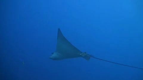 Eagle ray in the blue water Stock Footage 42005893