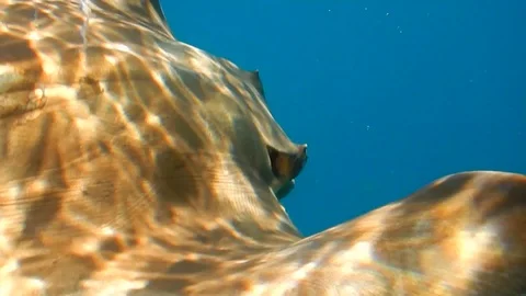Eagle ray caught to free it from a fishing hook in its mouth Stock Footage 104108033