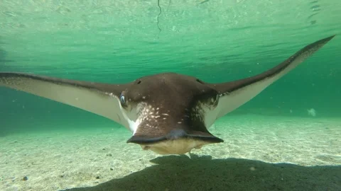 Eagle Ray close-up Stock Footage 307455932
