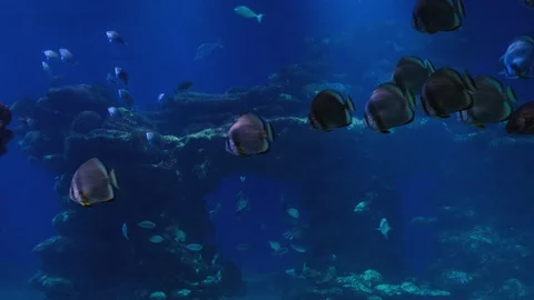 Eagle ray. close up. Red Sea. Vidéo 129538588