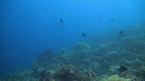 Eagle ray on a coral reef Stock Footage 41869472