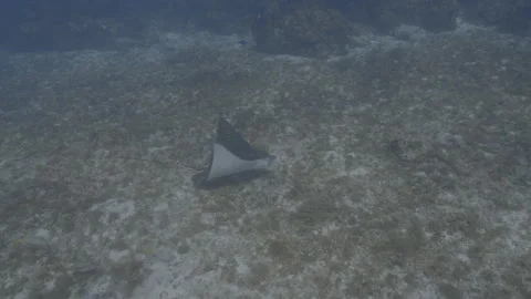 Eagle Ray eating Stock Footage 297029084