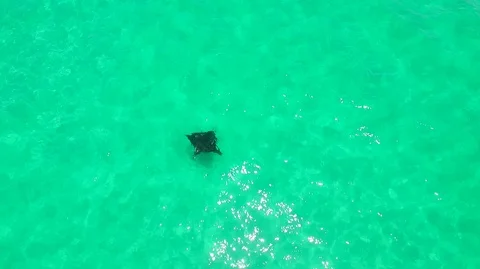 Eagle Ray in Emerald Green Waters Video stock 77578526