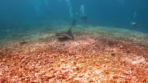 Eagle ray feeding off the bottom of the ocean, with divers in the background Stock Footage 130237219