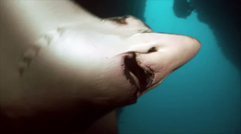 Eagle ray feeding Video stock 42889785