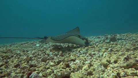 Eagle ray feeding Video stock 80946000