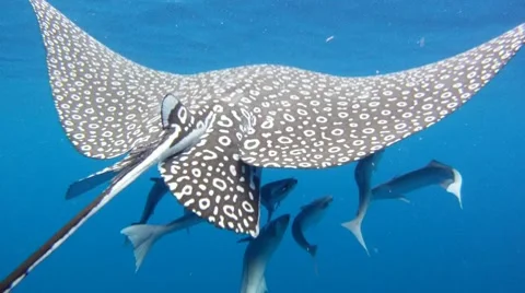 Eagle Ray Video stock 7755514