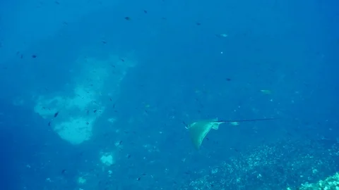 Eagle Ray Video stock 96862700