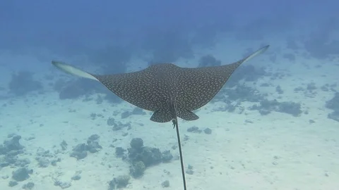 Eagle Ray Stock Footage 126498496