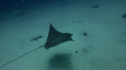 Eagle Ray Stock Footage 157994893