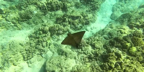 Eagle Ray Video stock 219237359