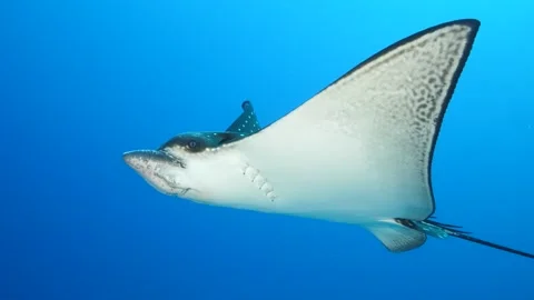 Eagle ray Stock Footage 255736643