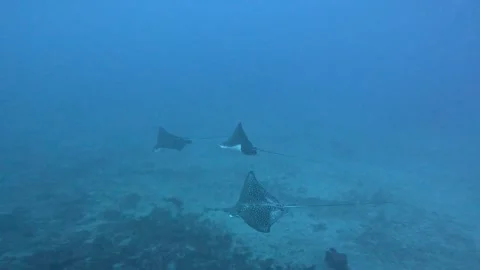 Eagle ray Stock Footage 263412453