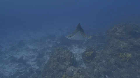Eagle Ray Stock Footage 297029921