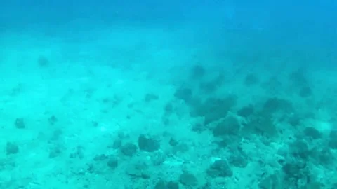 Eagle Ray Stock Footage 305731578