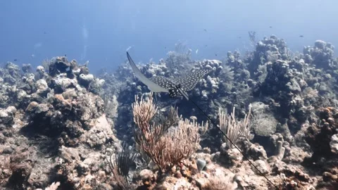 Eagle Ray Gliding Gracefully Over the Reef — Elegant Marine Wildlife in Clear Stock Footage 321867275