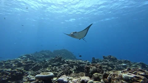 Eagle Ray Gliding Over Vibrant Coral Reef in Blue Ocean Water Stock Footage 320673141