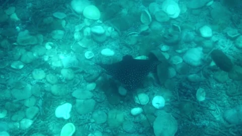 Eagle ray gliding through the ocean depths Stock Footage 249547975