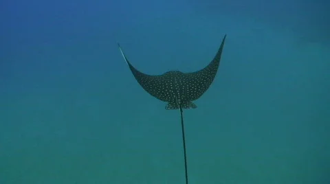 Eagle ray - High angle view Stock Footage 564474