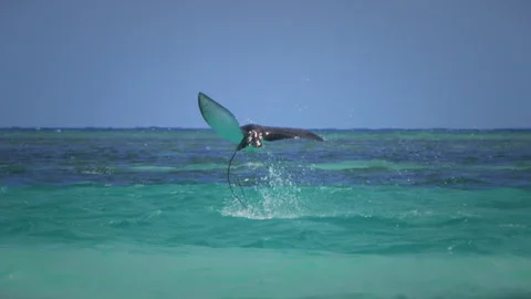 Eagle Ray Jumping (Slow Motion) - Great Barrier Reef Stock Footage 331497772