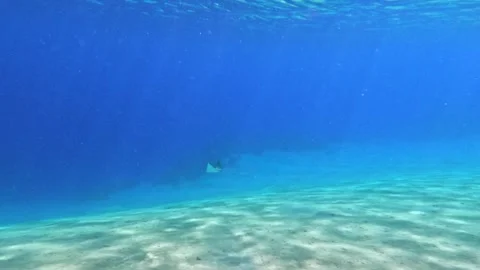 Eagle ray making sharp turn and swimming with fast speed above sandy seabed 库存影片 325941507