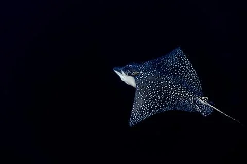 Eagle ray manta while diving in Maldives Stock Photos