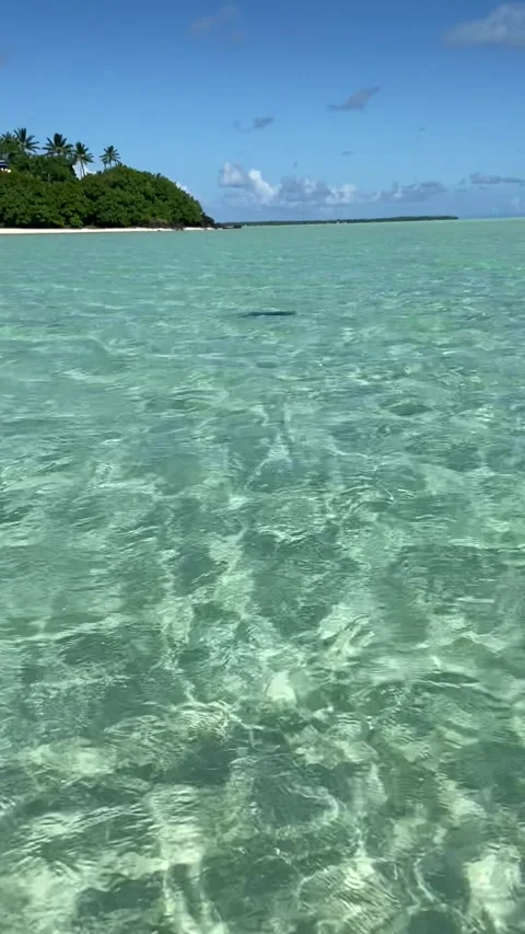 Eagle ray in Maupiti Video stock 344307539