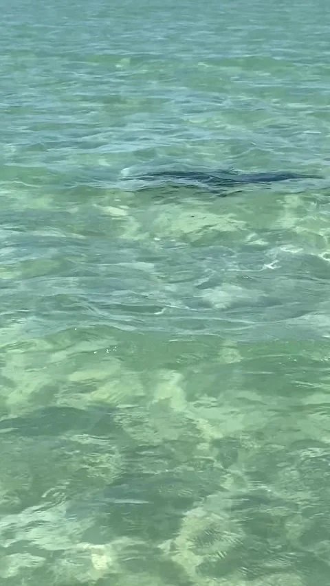 Eagle ray in Maupiti Stockbeeldmateriaal 344307877