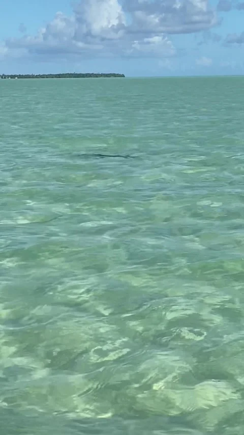 Eagle ray in Maupiti Vídeo Stock 344307945
