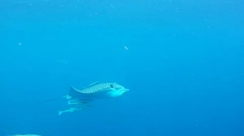 Eagle Ray Pan Stock Footage 7755477