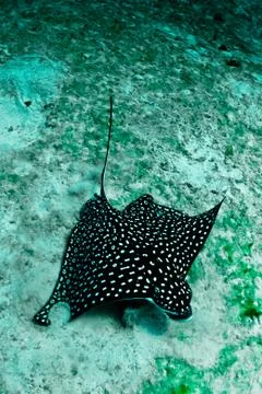 Eagle ray Stock Photos