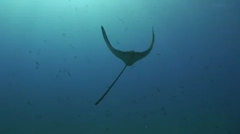 Eagle ray - Rear view Stock Footage 565615