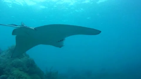 Eagle Ray Reef Stock Footage 7755543