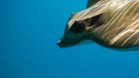 Eagle ray released after freeing it from a fishing hook that was in its mouth Stock Footage 104107984