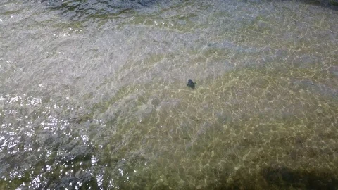 Eagle Ray Resting Aerial Stock Footage 116256381