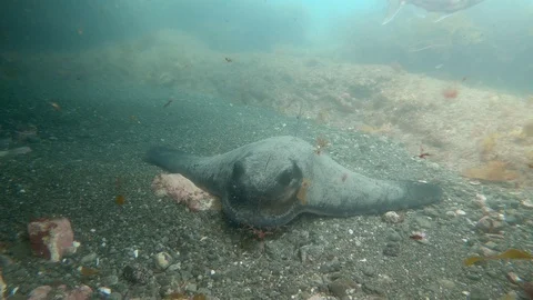 Eagle ray resting on the bottom at Goat Island Stock Footage 93310121