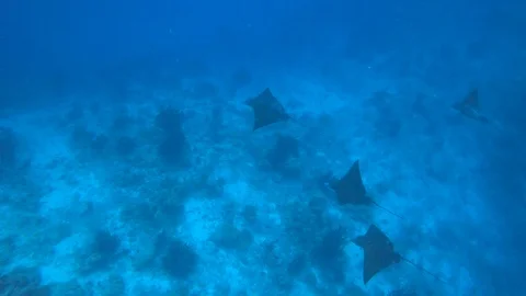 Eagle ray school cruises up reef and diver joins the group. A good close Stock Footage 123913150
