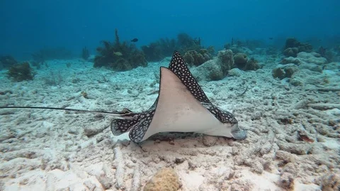 Eagle ray on sea floor Stock Footage 105065104