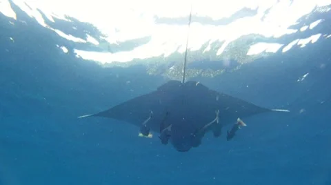 Eagle Ray Silhouette Stock Footage 7755572