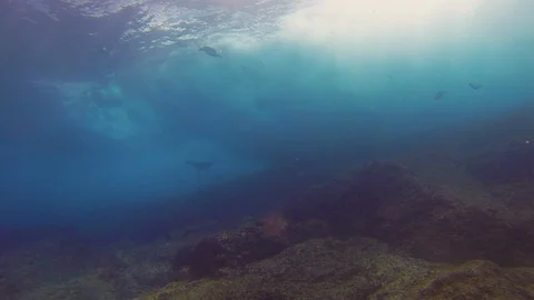 Eagle Ray Silhouette &amp; Green Turtle Silhouette In Blue Sea &amp; Sunlit Sea Surface Видео 114877570