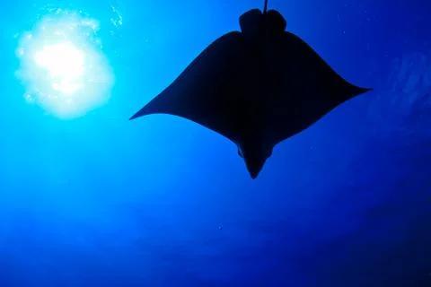 Eagle ray silhouette Stock Photos