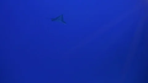 Eagle Ray Stingray Or White Spotted Sea Ray Swimming &amp; Gliding In Deep Blue S Stock Footage 113427001