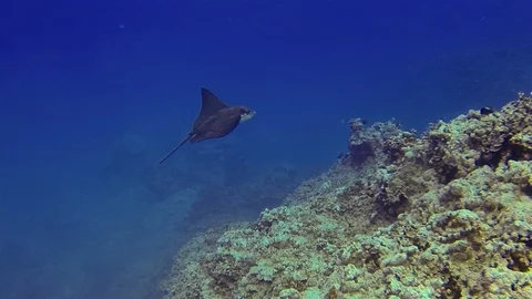 Eagle Ray Stingray Or White Spotted Sea Ray Swimming On Coral Reef In Blue Sea Stock Footage 113452375