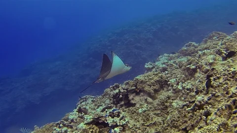 Eagle Ray Stingray Or White Spotted Sea Ray Swimming In Blue Sea On Coral Reef 스톡 동영상 113648733