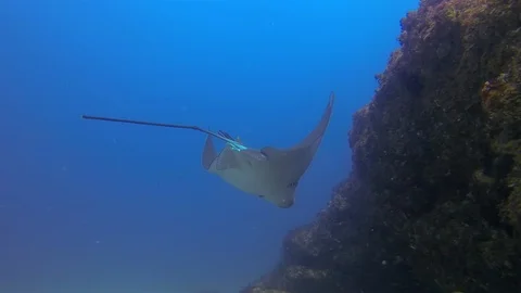 Eagle Ray Stingrays Or White Spotted Sea Rays. Spotted Eagle Rays Close Up Stock Footage 114886094