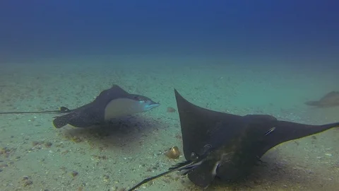Eagle Ray Stingrays Or White Spotted Sea Rays. Spotted Eagle Rays Close Up Stock Footage 114889208
